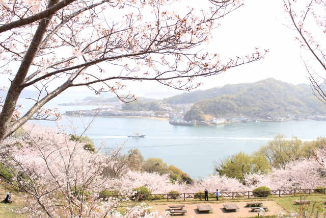 音戸の瀬戸公園の桜