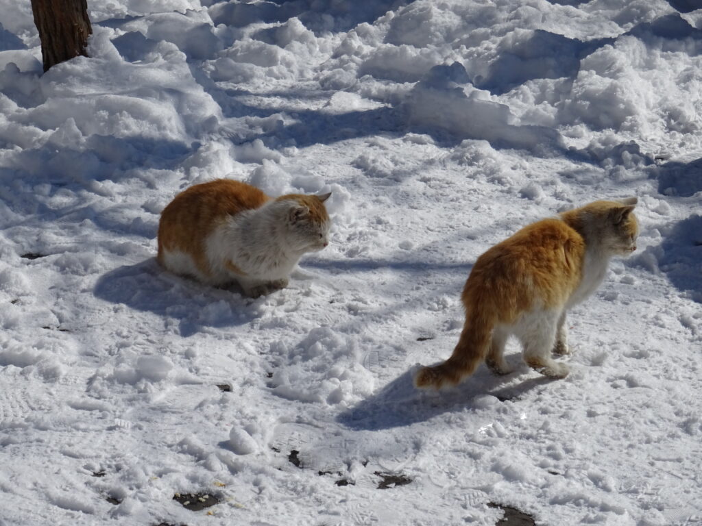 万里の長城の猫たち