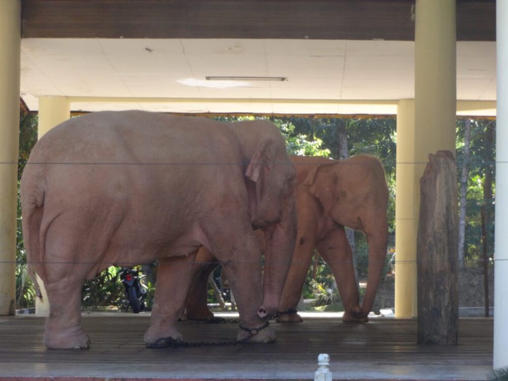 ロイヤル・ホワイト・エレファント・ガーデン02