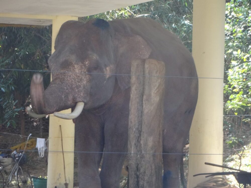 ロイヤル・ホワイト・エレファント・ガーデン01