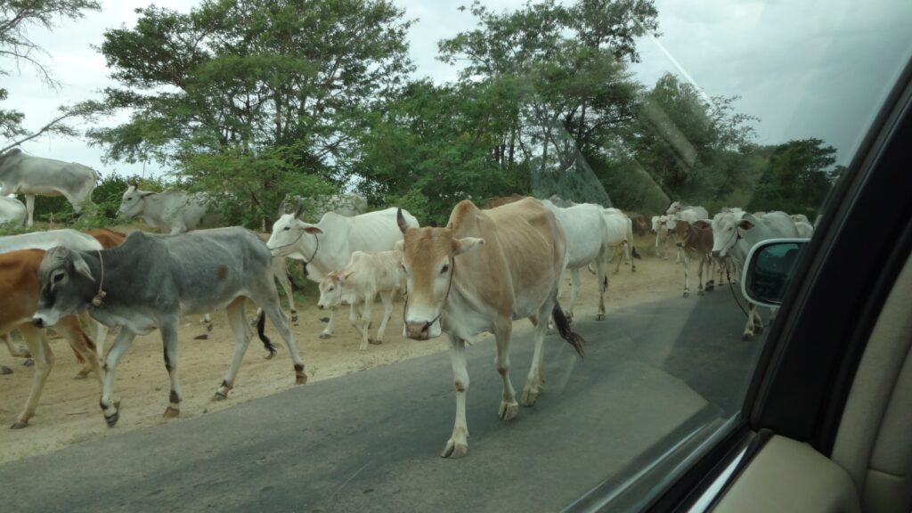 ミャンマー「ポッパ山」の行き方と現地ツアーでの半日観光レビュー